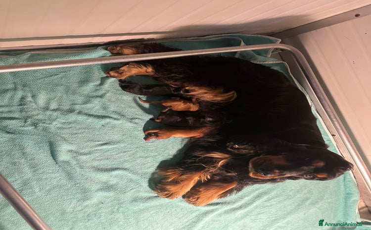 Cocker cani Cocker spaniel  - Annuncio 1