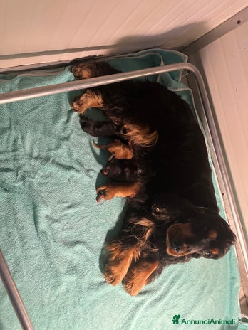 Cocker cani Cocker spaniel - Annuncio 1