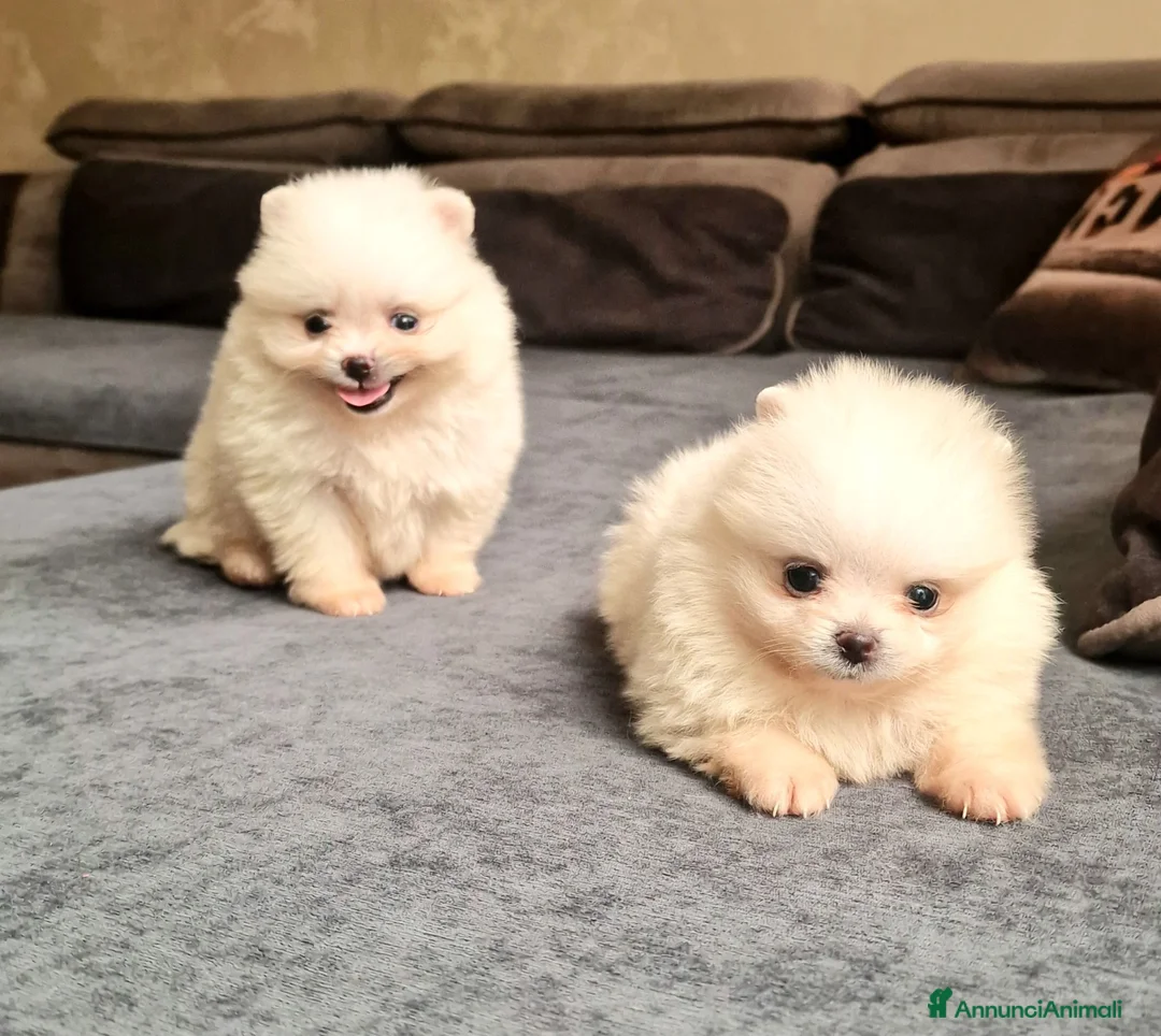 Spitz cani in vendita: Spitz di Pomerania NANO tedesco  - Annuncio 2