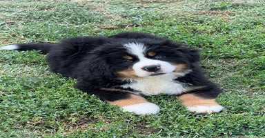 Bovaro del Bernese cani a Provincia di Parma - Annuncio 11