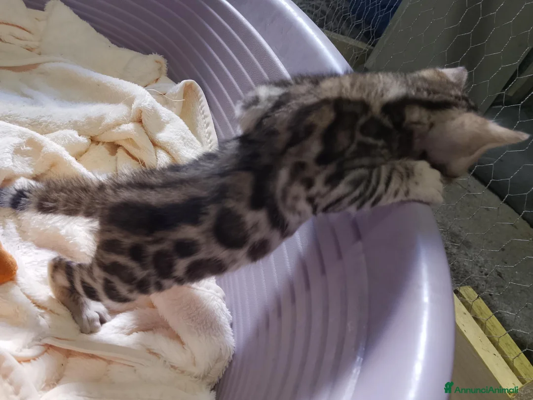 Bengala gatti in vendita: Cucciolina bengala per Natale - Annuncio 6