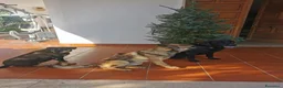 Pastore Belga cani in regalo: Regalo Sole - Annuncio 9