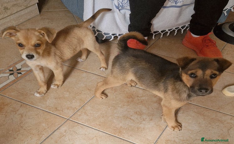 Meticcio cani PEDRO E PIA - Annuncio 12