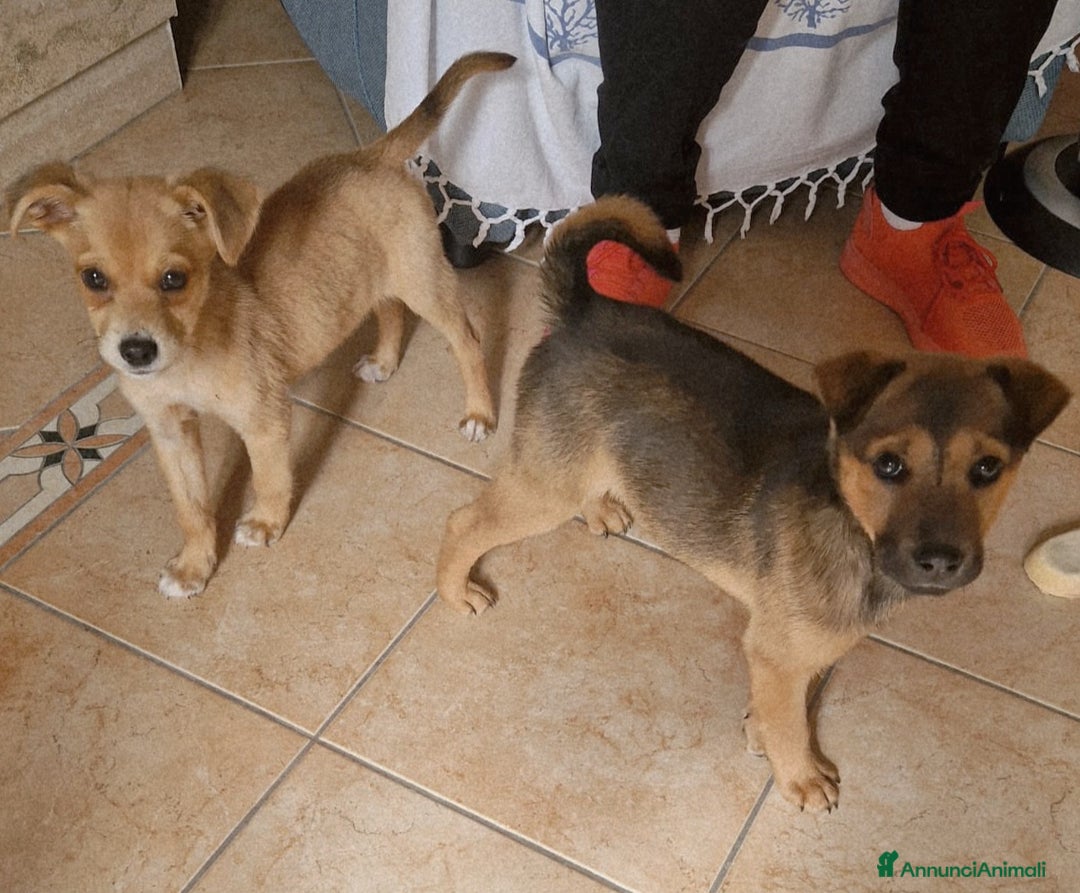 Meticcio cani in regalo: PEDRO E PIA - Annuncio 1