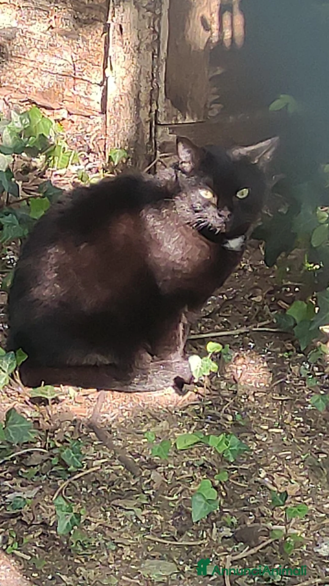 Meticcio gatti in regalo: Giulia micia nera due anni - Annuncio 3