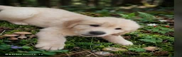 Golden Retriever cani in vendita: Golden sel. caratterialmente/morfologicamente  - Annuncio 5