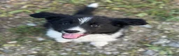 Border Collie cani in vendita: Cuccioli Border collie femmine - Annuncio 3