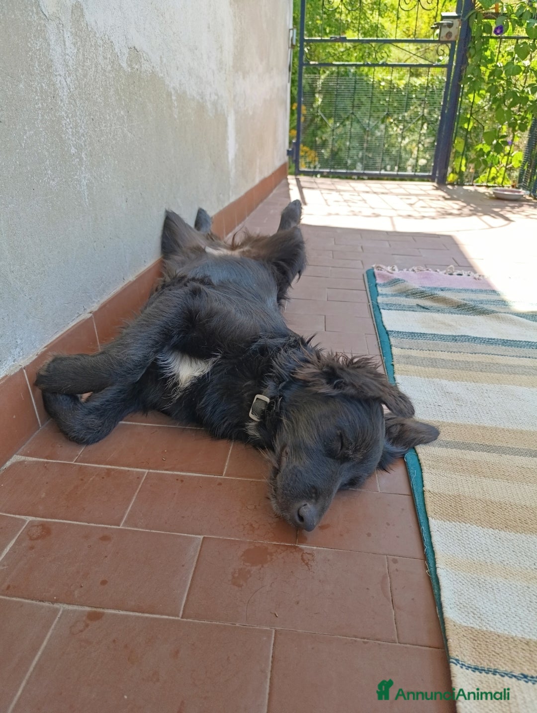 Border Collie cani in regalo: nuova casa felice per Alundra - Annuncio 11