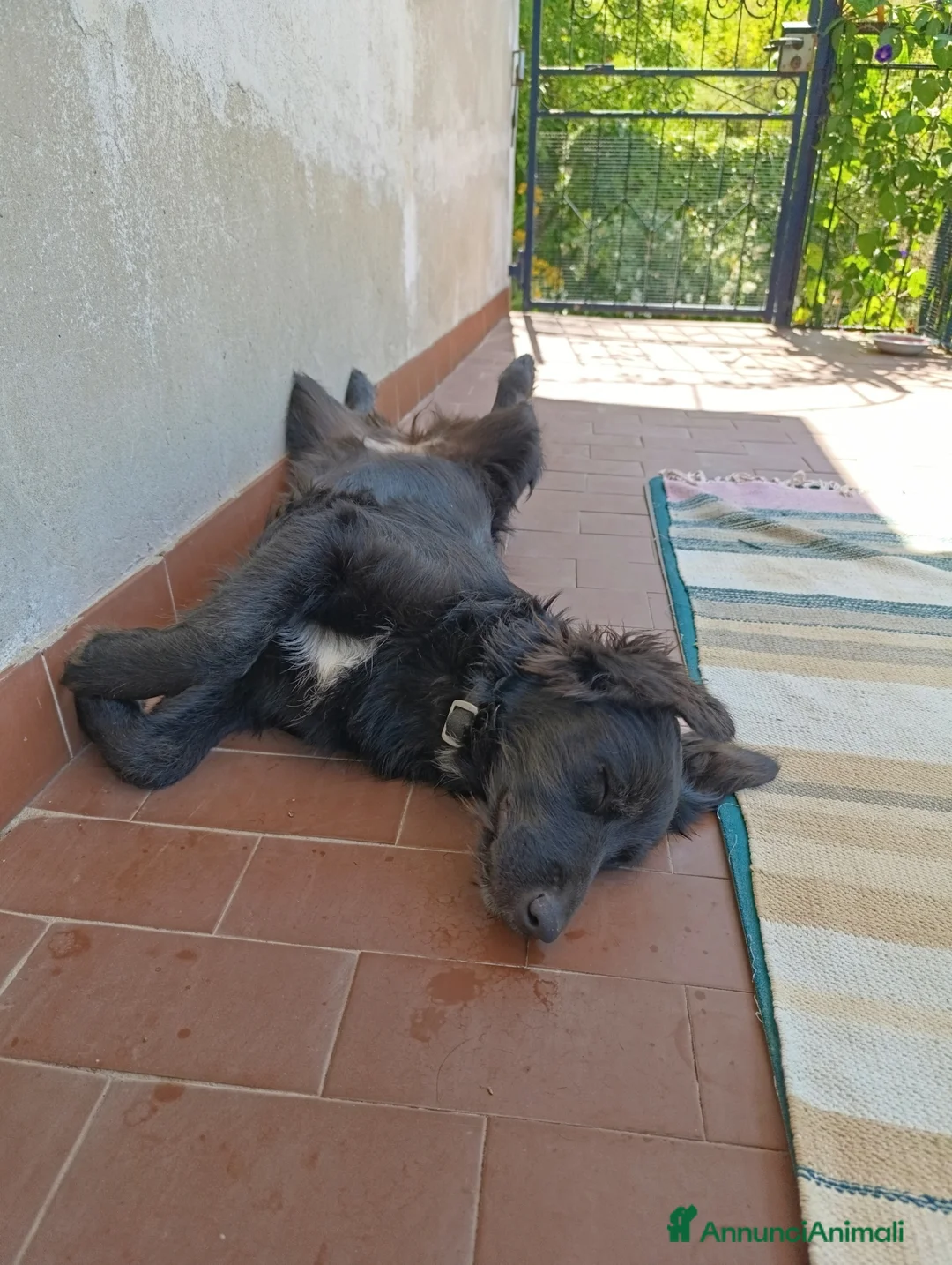 Border Collie cani in regalo: nuova casa felice per Alundra - Annuncio 11