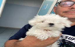 Maltese cani in vendita: Maltese toy a Città metropolitana di Roma Capitale - Immagine 2