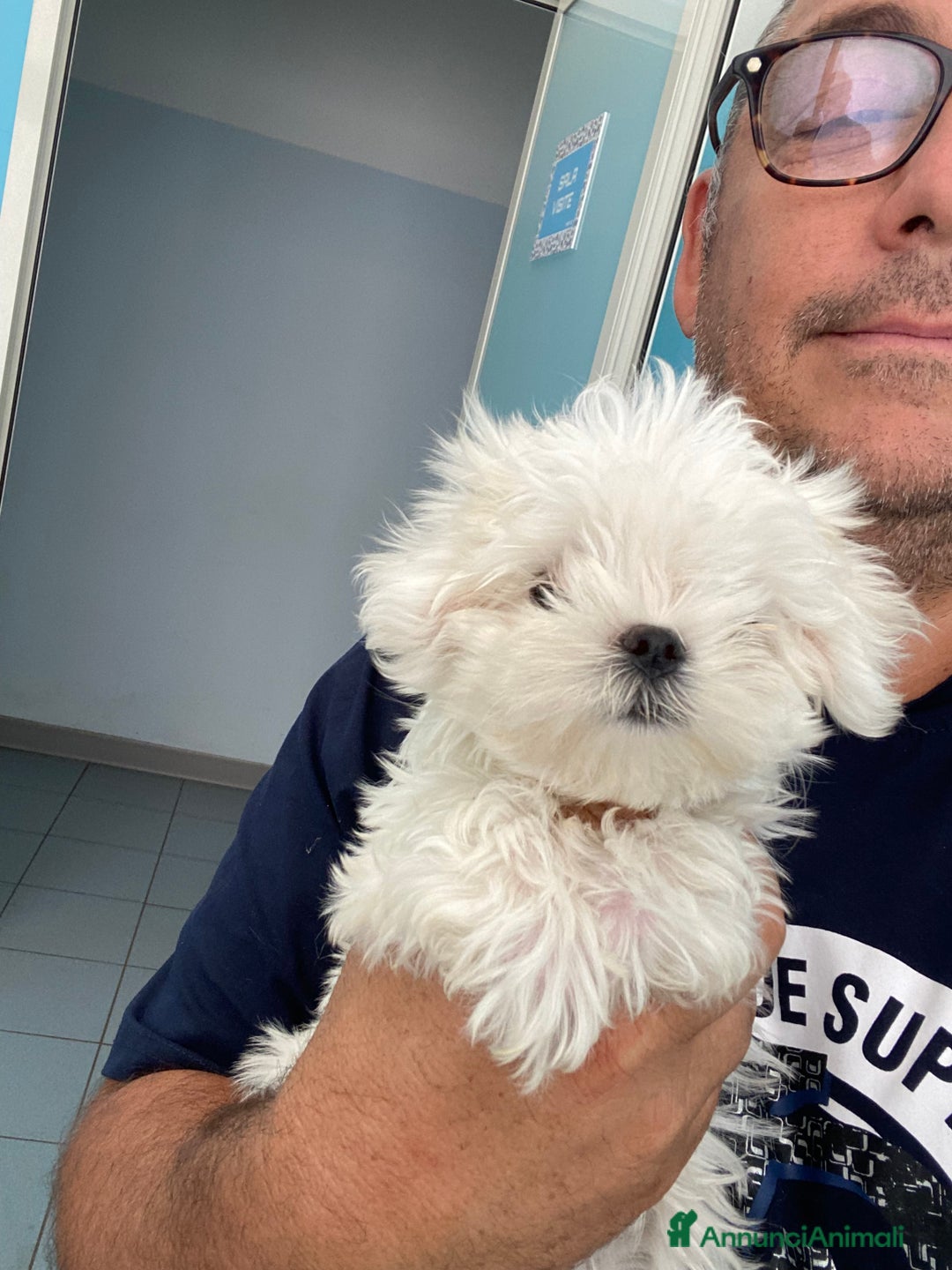 Maltese cani in vendita: Maltese toy a Città metropolitana di Roma Capitale - Immagine 2