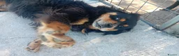 Bovaro del Bernese cani in regalo: Bernardo, dolcissimo bovaro cerca adozione - Annuncio 3