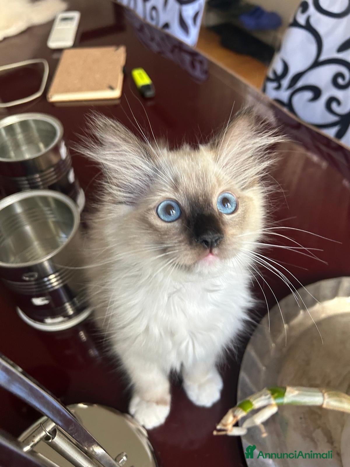 Ragdoll gatti Bellissimo cucciolo di ragdoll - Annuncio 3