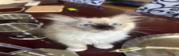 Ragdoll gatti in vendita: Bellissimo cucciolo di ragdoll - Annuncio 1