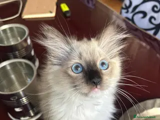 Ragdoll gatti Bellissimo cucciolo di ragdoll - Annuncio 3