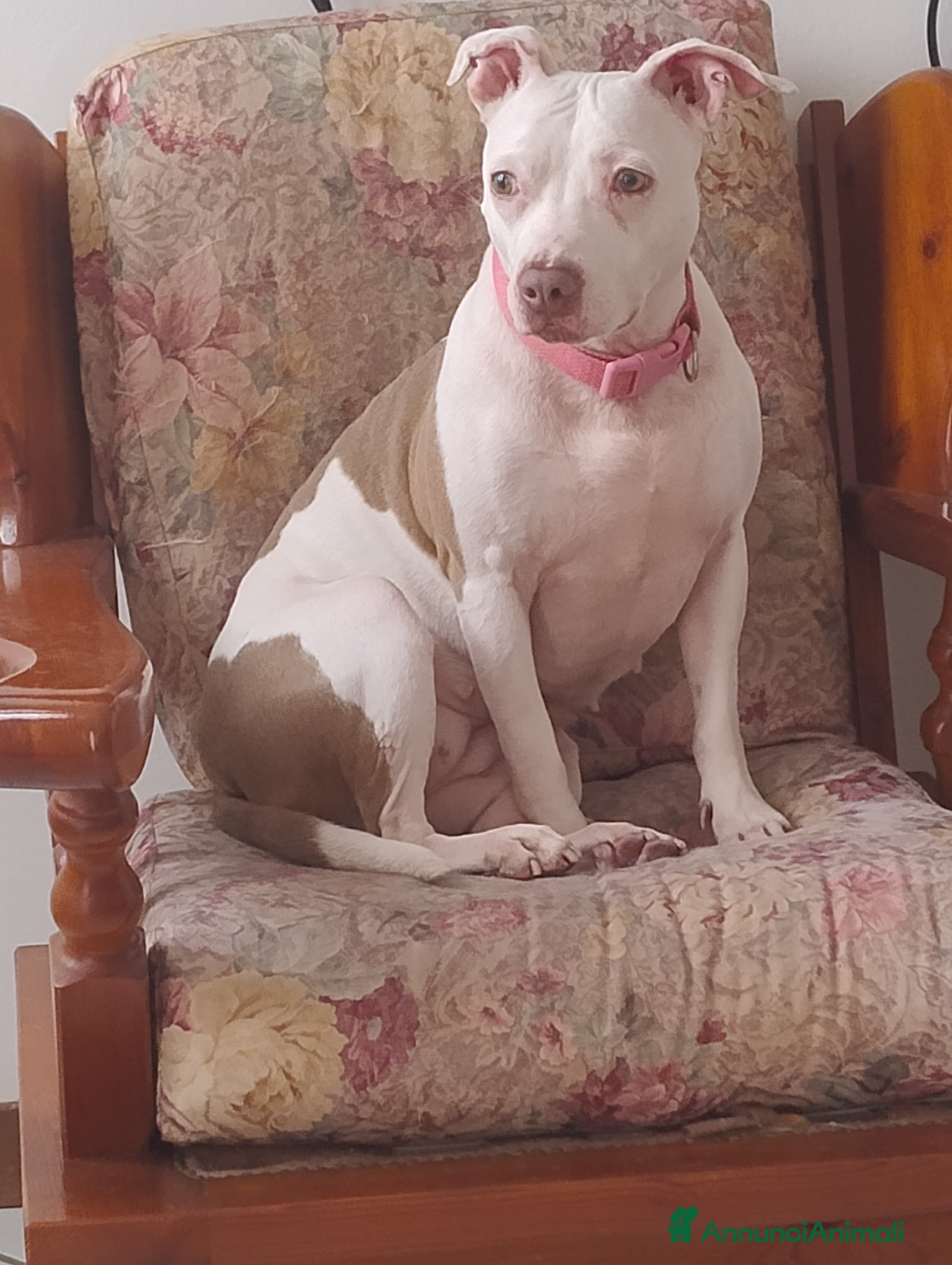 Pitbull cani Pitbull femmina - Annuncio 1