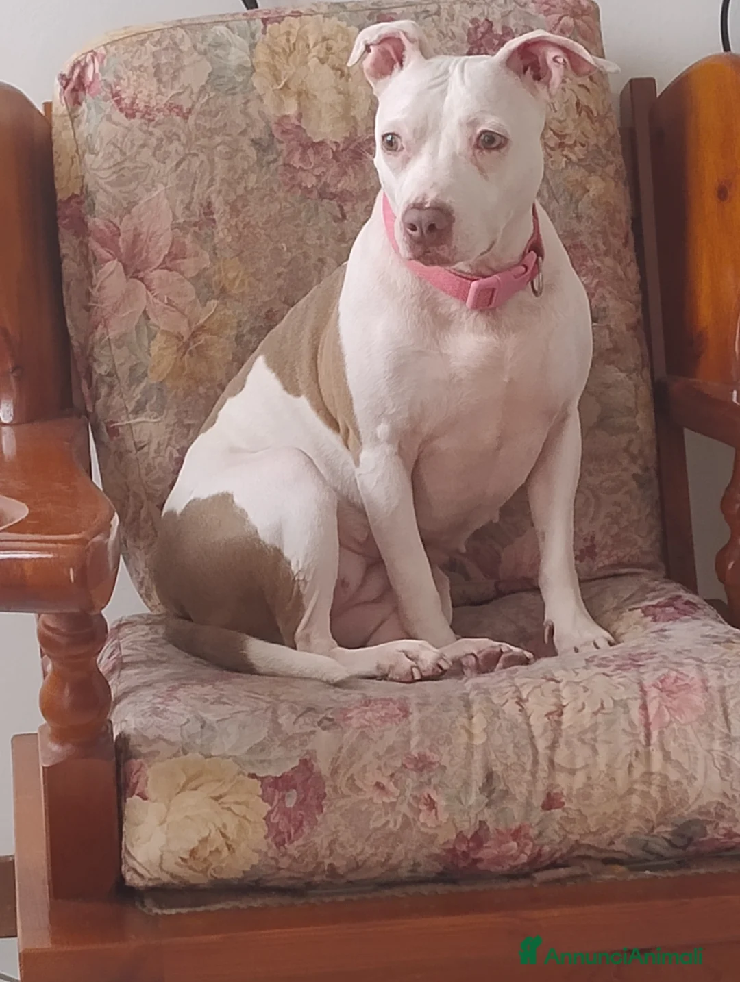 Pitbull cani in regalo: Pitbull femmina a Provincia di Padova - Annuncio 1