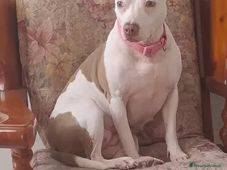 Pitbull cani Pitbull femmina - Annuncio 1