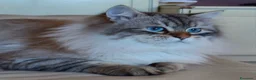 Siberiano gatti in vendita: Gatto siberiano ipoallergenico  - Annuncio 2