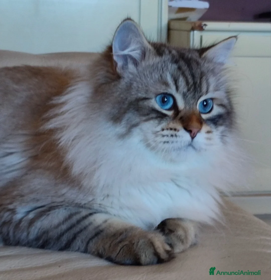 Siberiano gatti in vendita: Gatto siberiano ipoallergenico  - Annuncio 2