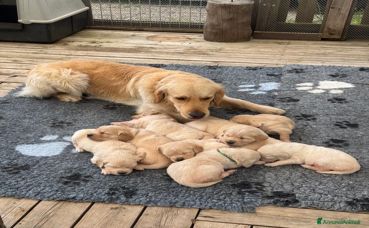 Golden Retriever cani - Annuncio 2