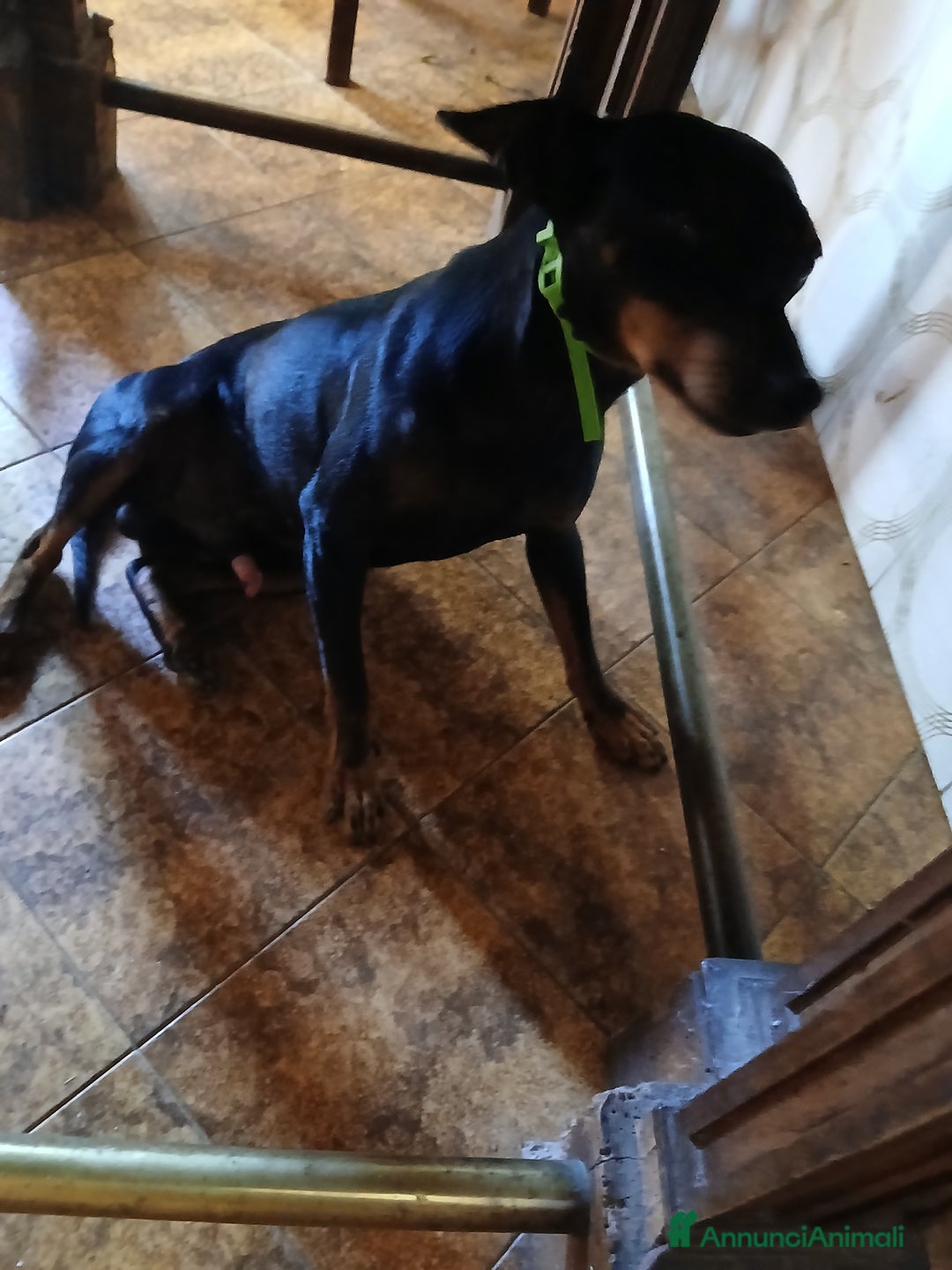 Pinscher Tedesco cani per accoppiamento: Cercasi femmina per accoppiamento a Provincia della Spezia - Immagine 2