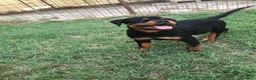Rottweiler cani in vendita: Cuccioli rottweiler - Annuncio 3
