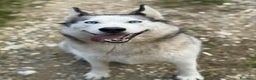 Husky cani in regalo: CINDY, splendida HUSKY cerca famiglia! - Annuncio 1