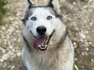 Husky cani CINDY, splendida HUSKY cerca famiglia! - Annuncio 3