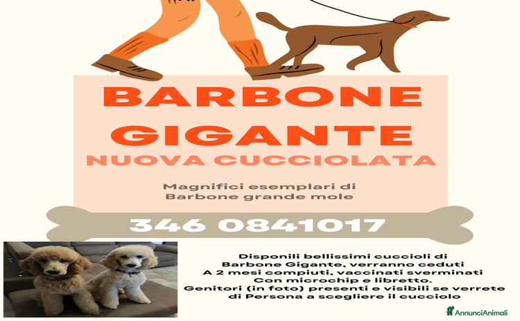 Barbone cani a Provincia di Varese - Annuncio 1