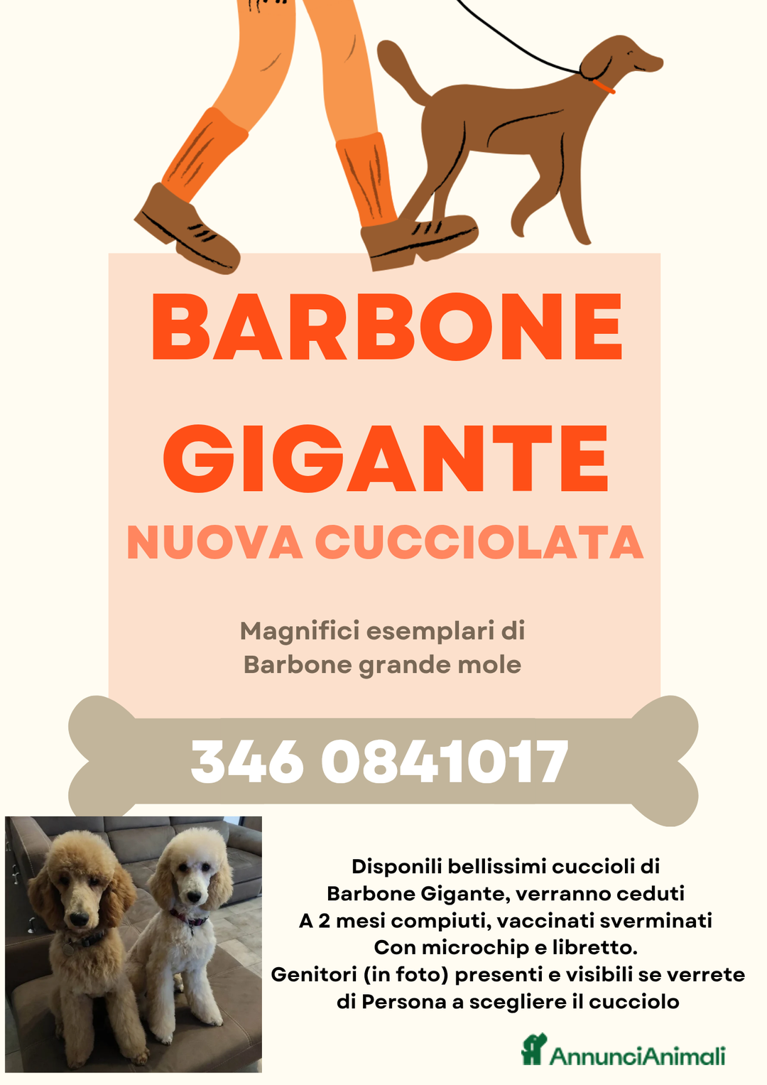 Barbone cani in vendita: Cuccioli Barbone Barboncino gigante grande mole a Provincia di Varese - Immagine 1