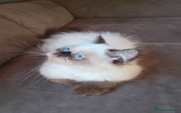 Persiano gatti in vendita: Gattina persiana  a Città metropolitana di Palermo - Immagine 1