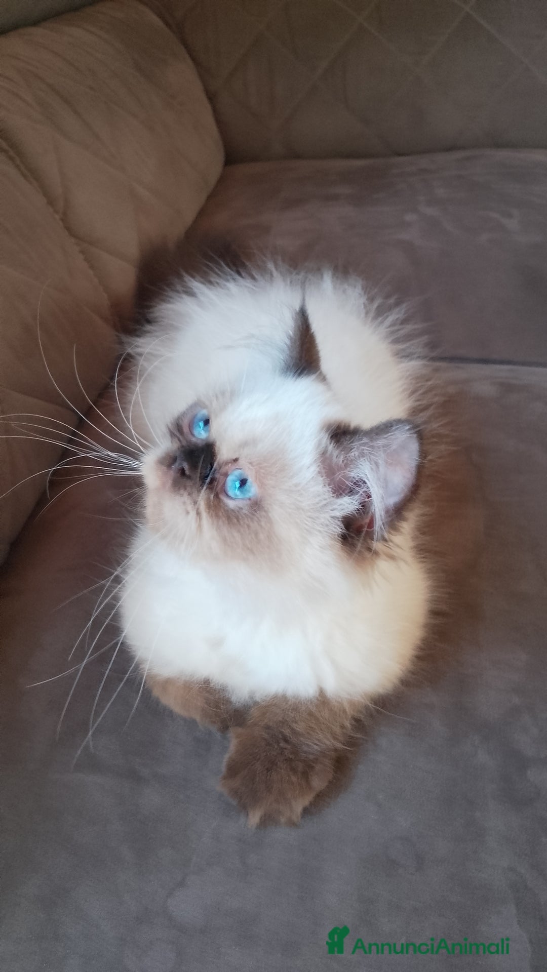 Persiano gatti in vendita: Gattina persiana  a Città metropolitana di Palermo - Immagine 1