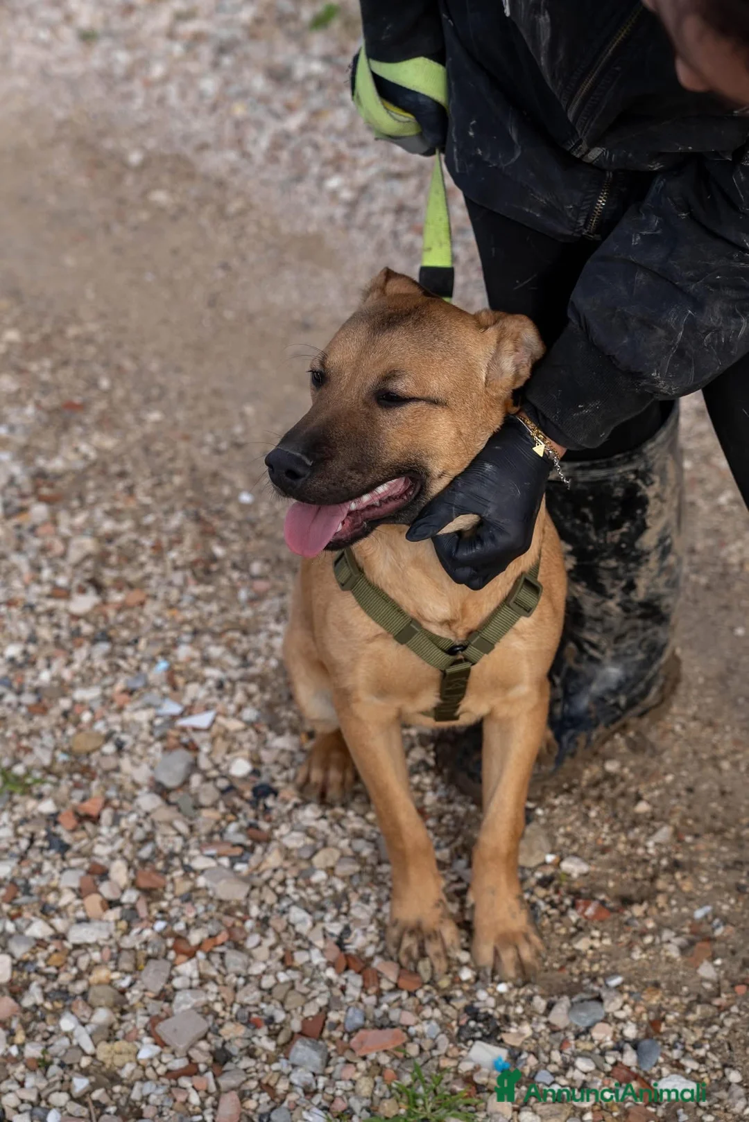 American Bully cani in regalo: Andreas - Annuncio 7