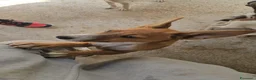 Meticcio cani in regalo: Velvet: 3 mesi taglia contenuta  - Annuncio 3