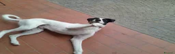 Meticcio cani in regalo: Snopopy bellissimo e dolcissimo spinoncino a Provincia di Bergamo - Annuncio 6