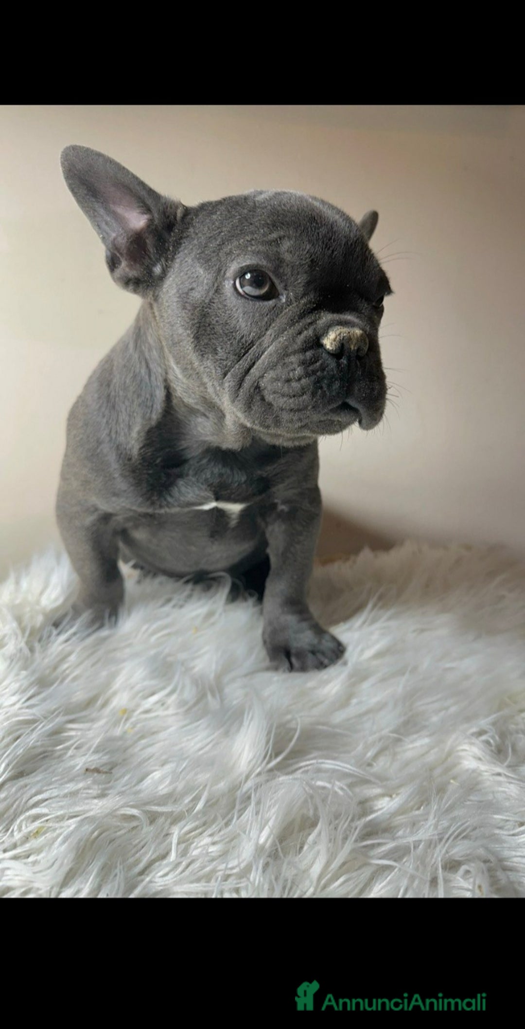 Bulldog Francese cani in vendita: Bulldog francese cuccioli - Annuncio 2