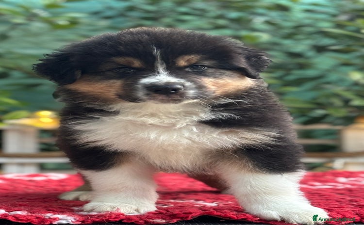Australian Shepherd cani a Provincia di Vicenza - Annuncio 3