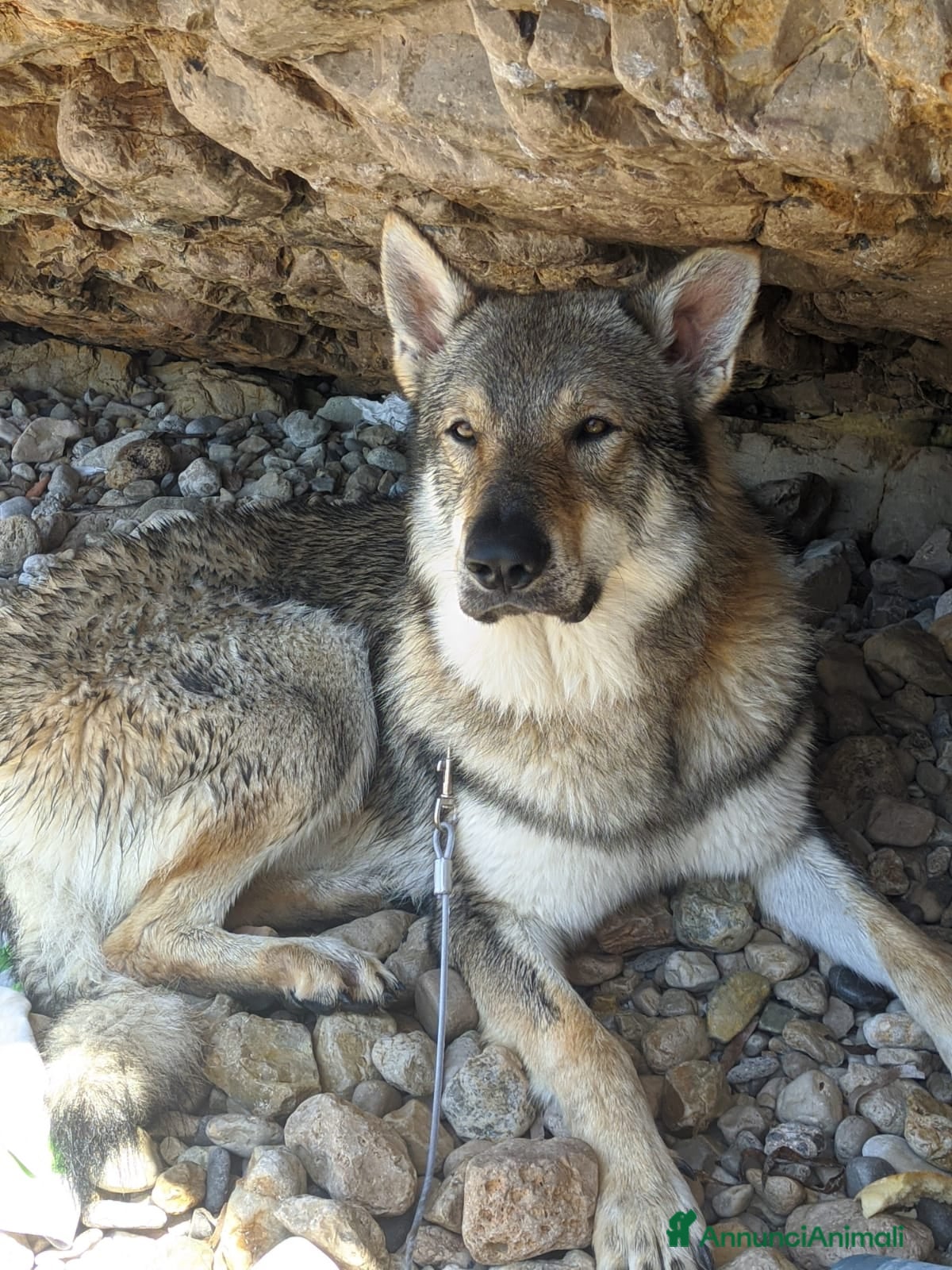 Lupo Cecoslovacco cani STALLONE - Annuncio 2
