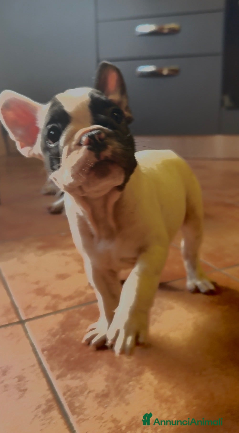 Bulldog Francese cani Bulldog francese cuccioli  - Annuncio 1