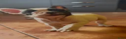 Bulldog Francese cani in vendita: Bulldog francese cuccioli  - Annuncio 1