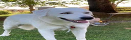 Meticcio cani in regalo: REGALO Bellissima femmina simil Maremmano - Annuncio 7
