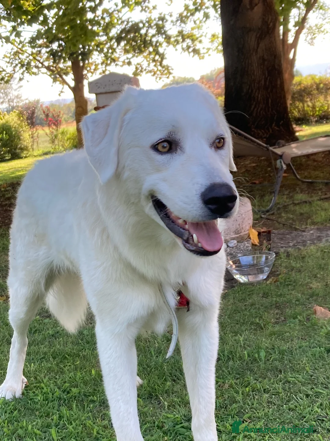 Meticcio cani in regalo: REGALO Bellissima femmina simil Maremmano - Annuncio 7