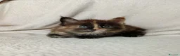 Maine Coon gatti in vendita: Femmine maine coon con pedigree Fife  - Annuncio 5