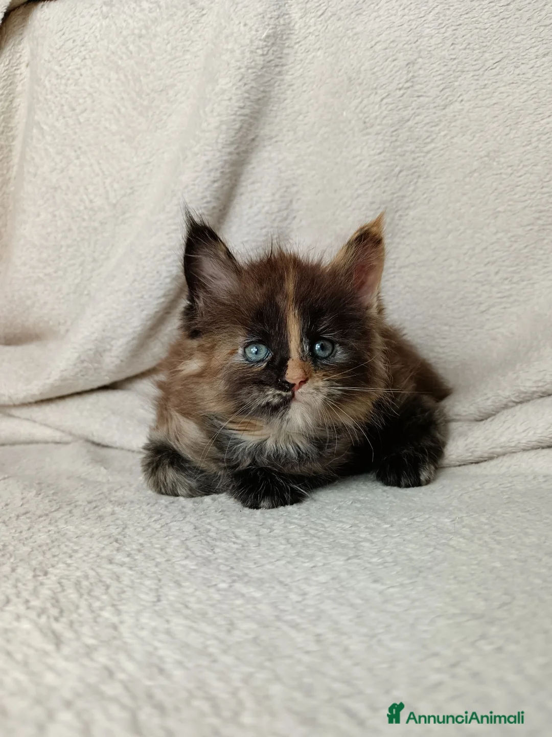 Maine Coon gatti in vendita: Femmine maine coon con pedigree Fife  - Annuncio 5
