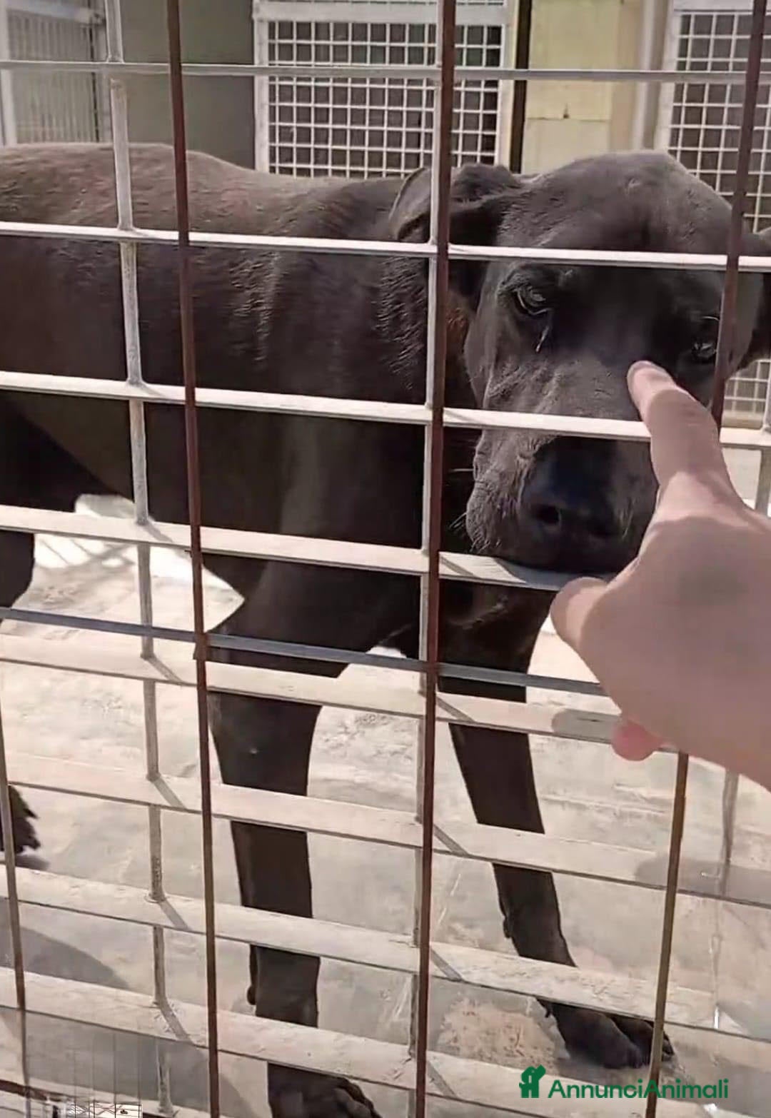 Meticcio cani Kevin cagnolone grande e nero - Annuncio 1