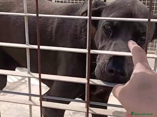 Meticcio cani Kevin cagnolone grande e nero - Annuncio 2