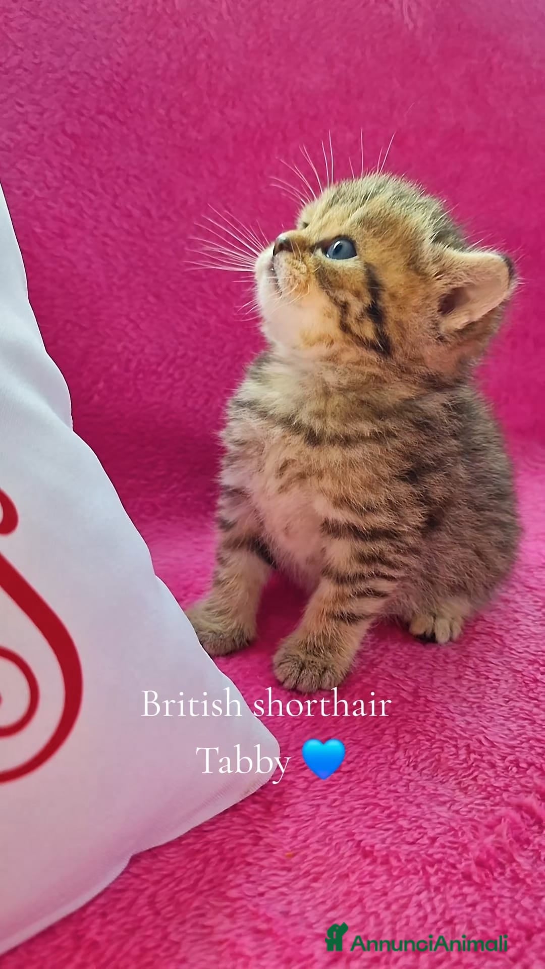 British gatti British Shorthair  - Annuncio 1