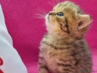 British gatti British Shorthair - Annuncio 1