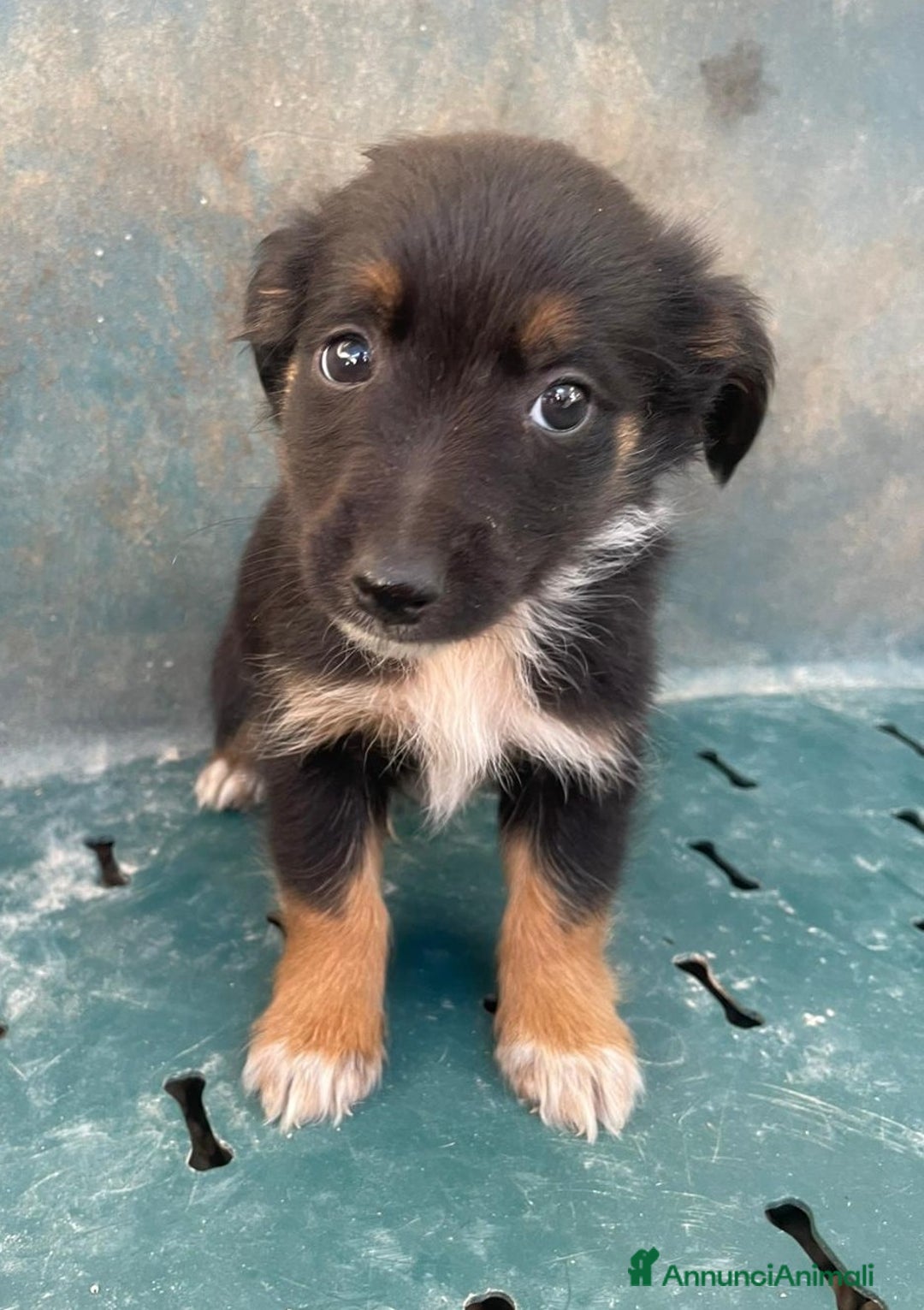 Meticcio cani in regalo: LE DOLCI PIETRE PREZIOSE - Annuncio 1